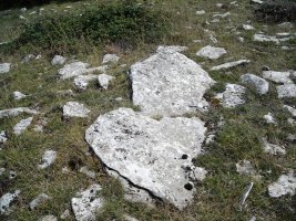 Korostegi   trikuharria