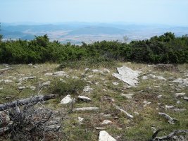 Korostegi   trikuharria