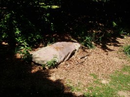 Motxorroko lepoko zutarria