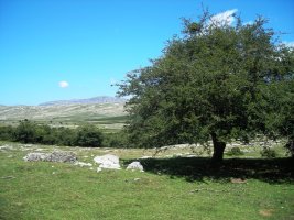 Saguain 1 trikuharria