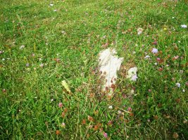 Fuente de los Clérigos 2 trikuharria