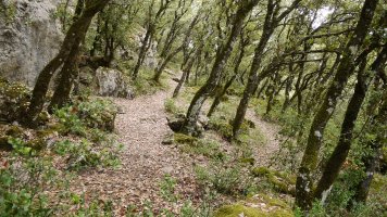 Lazkuako  begiratokirako bidea artadian barrena