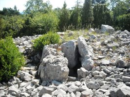 Sogoitia trikuharria