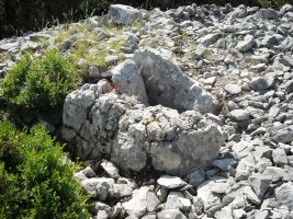 Sogoitia trikuharria