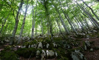 Arlengo Harriko lapiaza