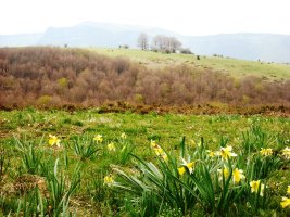 Koronaren bizkarrean