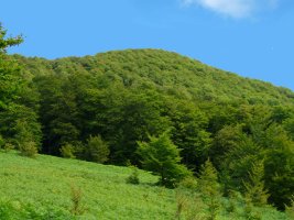 Pilotasoroko gailur oihantsua