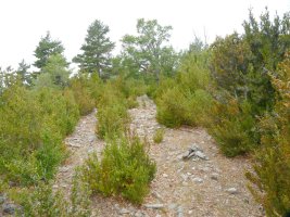 Burruxulaingo gailurra