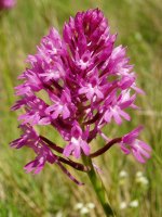 Anacamptis pyramidalis