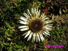 Eguskilore bajando del Petrechema