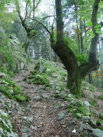 Minetako isurialdeko bidea