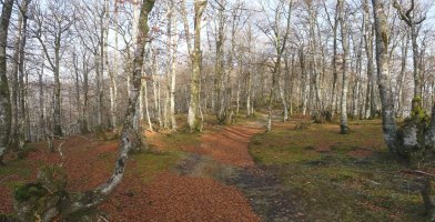 Orokietako bidea basoan barrena