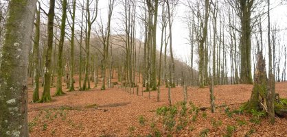 Txarrantxa Loiaundi eta Aizarbilen arteko lepoan