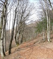 Pagadia Beraiko lepoaren azpian