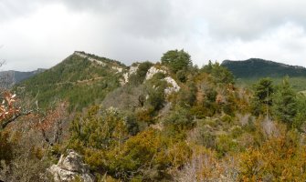 Arazekiko gailur basatia