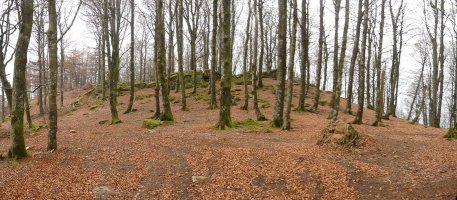 Kipularko gailurreko harriak, pagadiaren baitan