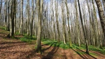 Motto edo Muskilingo baso garbia