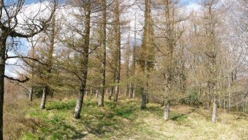 Motto edo Muskilingo gailurra