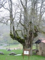 Sta. Teodosiako Lizarra