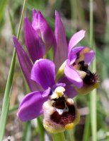 Ophrys tenthredinifera