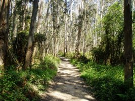 Mendi-bizkarreko bidea eukalipto artean