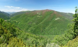 Saitsederra Ardibidegainetik