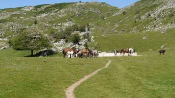 Abereak askaren inguruan