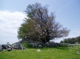 Pagoa erreta maiatzako hotzek