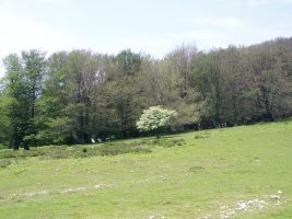 Errenagatik elorria eta pagadia