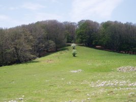 Irupagoetara elorriak eta pagadia