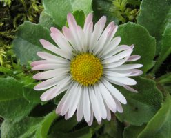 Bellis perennis