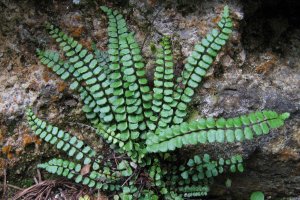 Asplenium trichomanes