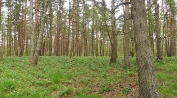 Lizarragako hegoaldeko gailurra (1241m)