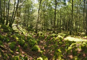 Goiko soroko lapiaza