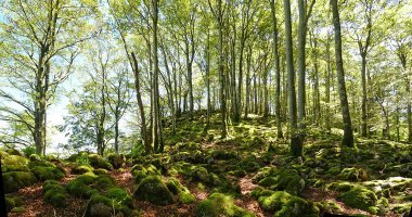 Goiko soroko gailurra