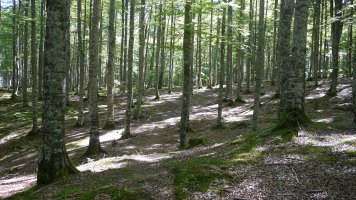 Jaitsiera basoan barrena, Zubarrieta aldean