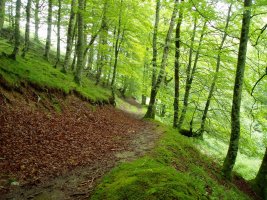 Egurgitik igotzen den bidea