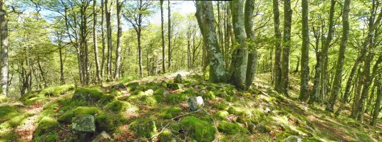 Lizartxipiko gailurra (1108m)