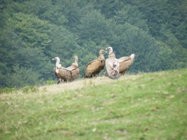 Sai taldea tontorretik gertu