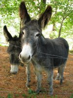 Astoak argazkirako prest, Aia aldean