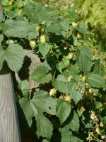 Landarea, errepide bazterreko hesian bilduta