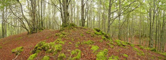 Leateko Harria, gailurra