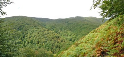 Burdindogiko hegiak, eta Kintoko basoa