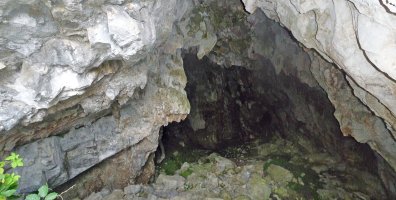 Artetxeko harpea (mendebaldekoa)