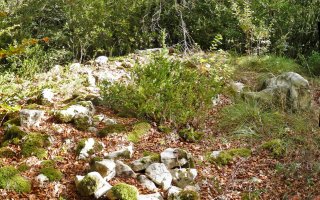 Jorabilako trikuharria