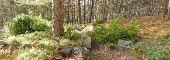 Mata del Cleveko trikuharria