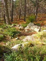 Mata del Cleveko trikuharria