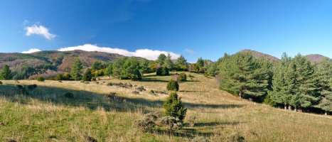 Olbideako gailurreko larreak