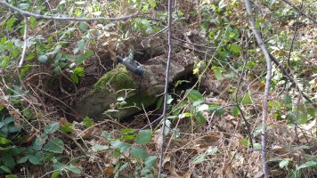 Kraterrean ageri den arlosa