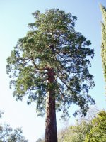 Aldameneko sekuoia handia